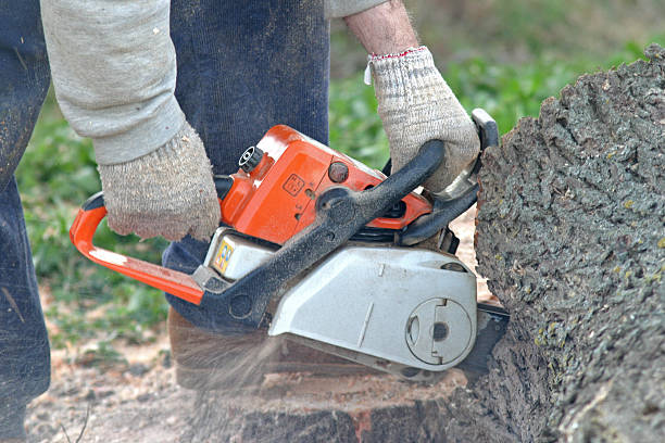 Trusted Eagle Lake, FL Tree Care Experts